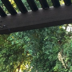 preservation (prod. abiss) VISUAL IN DESCRIPTION