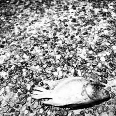 Fake Plastic Trees cover