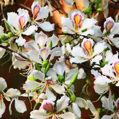 Orchids
