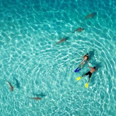 Surf