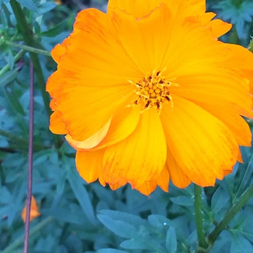 Nature Rejoices