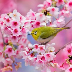 BIRD OF THE CHERRY BLOSSOM