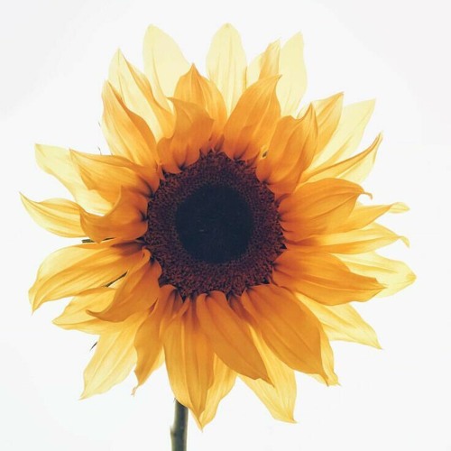 Stream Can't help falling in love with you Haley Reinhart (cover) by