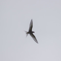 Arctic Tern - attack