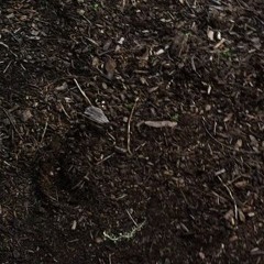 TIDAL GRAVES (Prod. @LONNELLSUAVE)