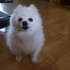 gabe the dog