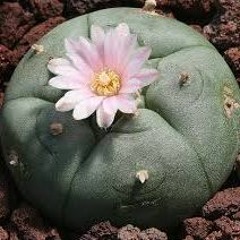 Morning Melodies-Many Farms, Az 2015