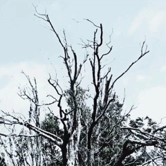 18 Oxygen - Glitch / Bleached (Rough from Jam)