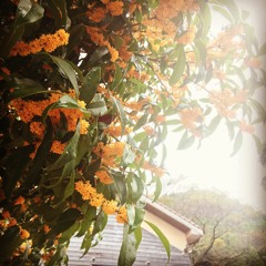 あかとんぼ～真夜中の即興～with Mai Yamagiwa