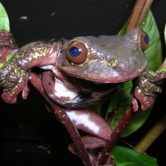 Possible Ecnomiohyla rabborum
