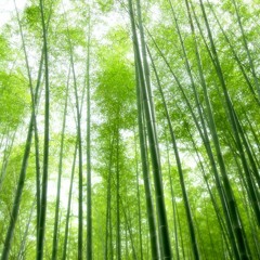 The Ballad Of Bamboo Forest