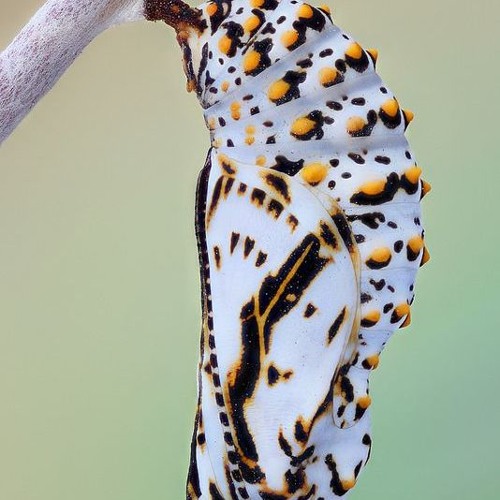 فراشة زوربا - نيكوس كازانتزاكيس