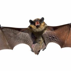 BatCallsPitchedDown