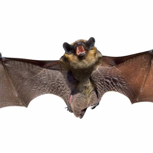 BatCallsPitchedDown