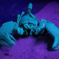 Blue Machine