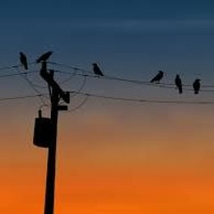 Birds - Erik Biggie Kana Mr Hurts