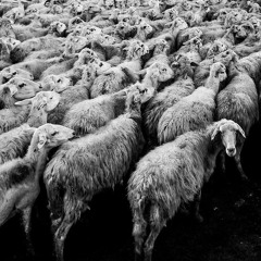 Yeager - Electric Sheep