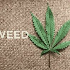 SmokezNugz 3