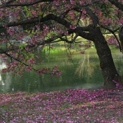 La última Prosa - Lisandro Aristimuño Cover