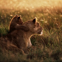 Raising A Cub