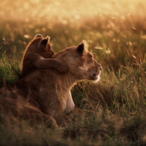 Raising A Cub