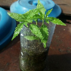 TRIPPY# BITCHS# 2 by Rocky.ogg