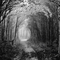 into the forest