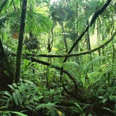 Jungle