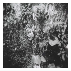 Tim Mislock - Cut Adrift