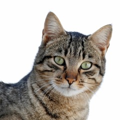 Pussy (FEAT. Mark Fury)