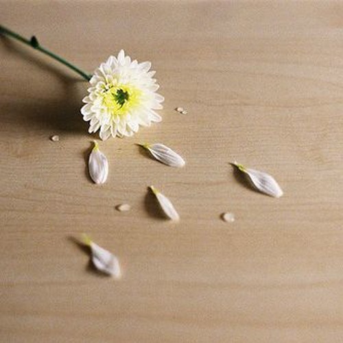 19. 구월꽃(九月花) -고희든 / camomile - huideun ko.