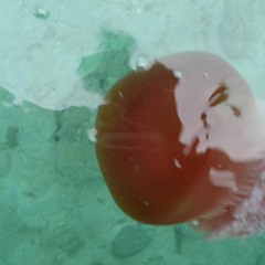 Can't Help Falling In Love - Elvis Presley (cover)