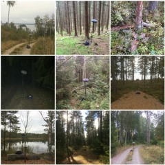 Swedish Forest