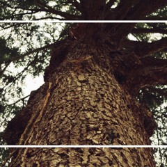 Evergreen
