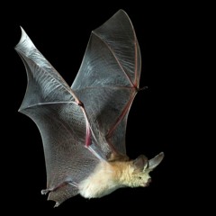 #TMFC (The Models For Consciousness) --- SynTalk