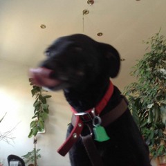 cause she eats popcorn and shits low bit