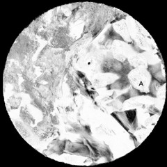 [MR000.0] A2 .Proliferation (The Transhumans Remix)
