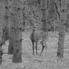 Night Cottage Gloaming