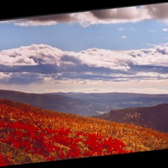 Oh My Sweet Carolina (Ryan Adams)