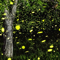 [Ear Rape] Owl City- Fireflies