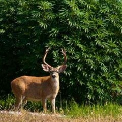 Citizen cope~ Holdin' on