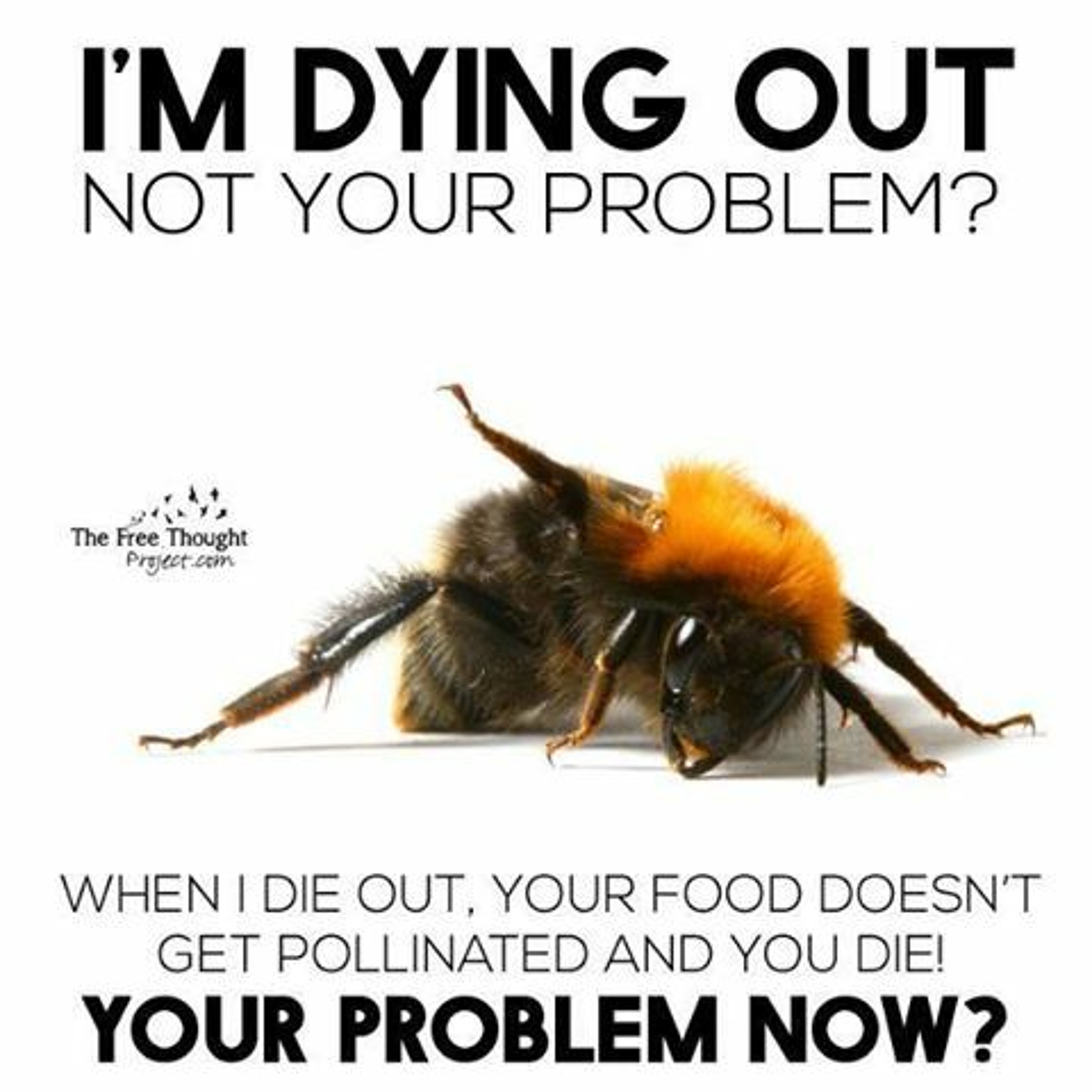 Ode to a Bumble Bee episode artwork