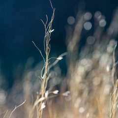 Your own personal Weather Report Check-in process