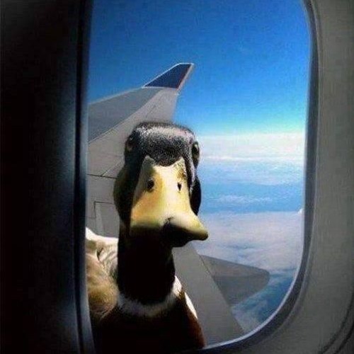 Crazy day on a duck - JUKO
