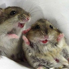 Dj Mat-S & Dj Ruiz - Da Mouse (DEMO).