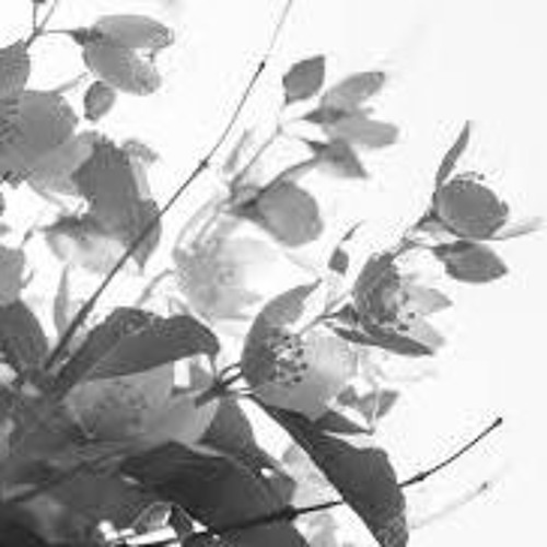 Akua Maltese - Jasmine Revolt ( Original Mix ) FREE-DL