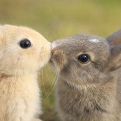 GoldenNecklace - Happy Rabbit