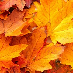 Fractal Geometry - Autumn Leaves (Original Mix) Teaser