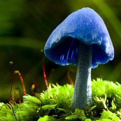 Progressive Trance Mix fly and high