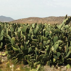 Vasito frío de colonche